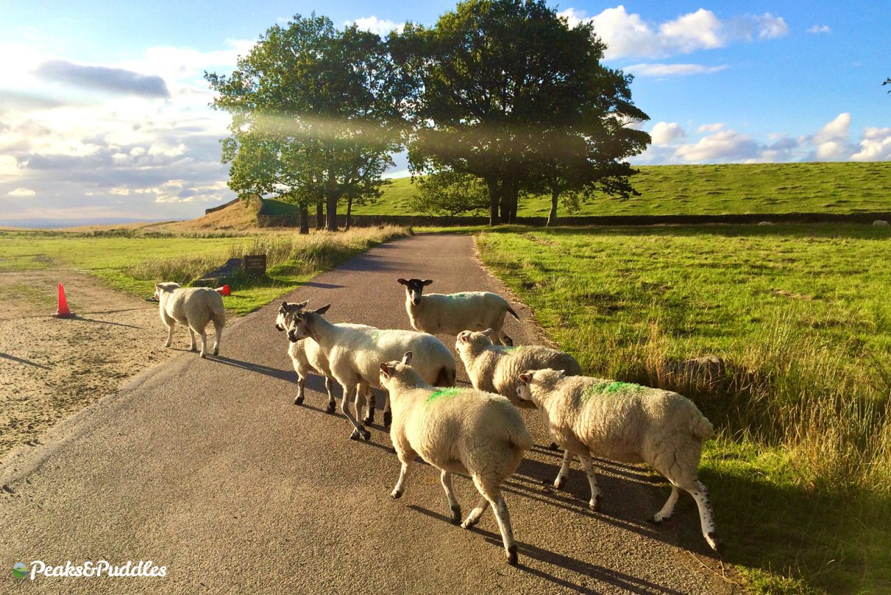 Sheep crossing the track near Four Winds Wall at Lyme Park
