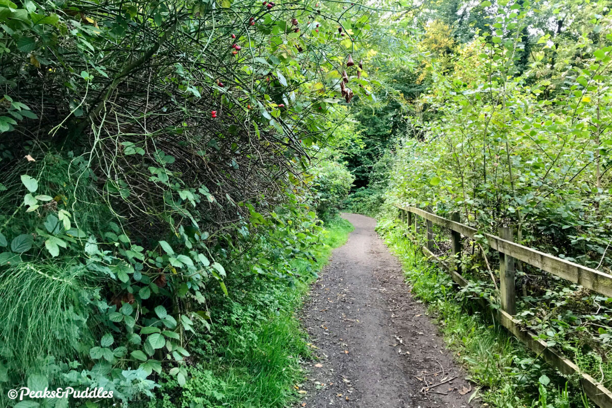 Alan Newton Way climb to Marple Hall as seen in September 2020, with rutted gravel surface and completely overgrown.