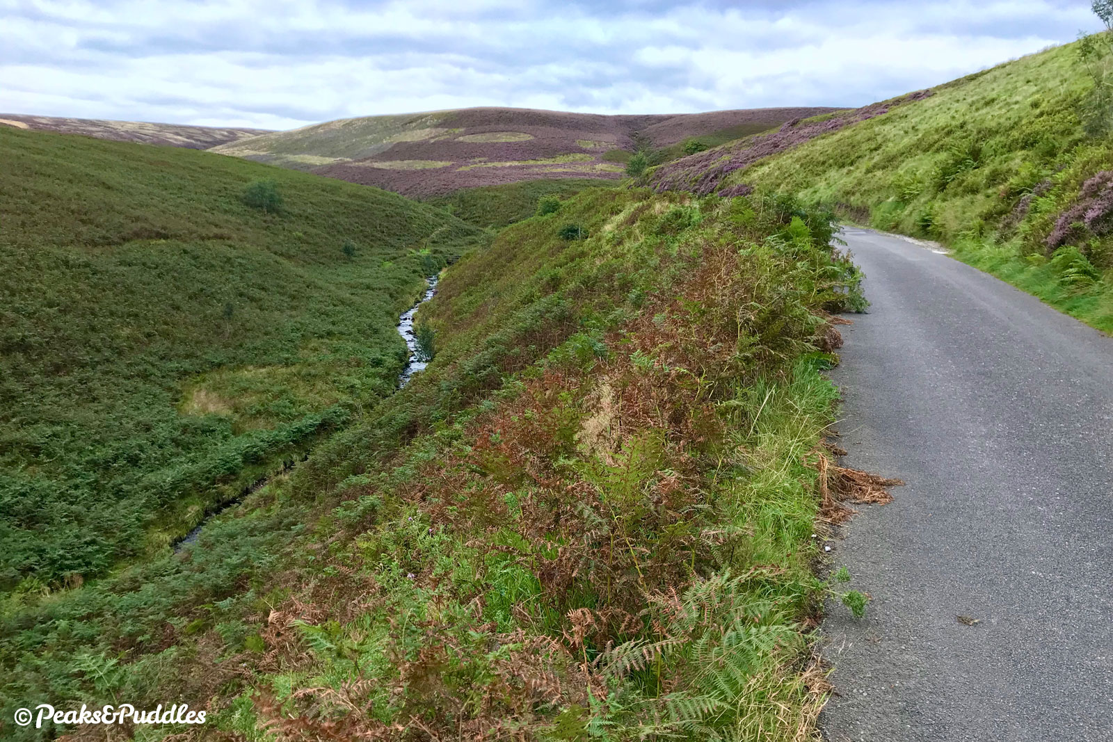Could the purple heather on the moors of Goyt’s Moss really be gone by the time the road fully reopens?